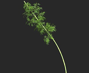 Realistic Game Ready Bamboo Tree 10