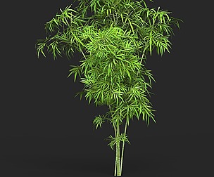 Realistic Game Ready Bamboo Tree 11