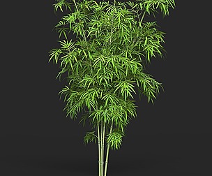 Realistic Game Ready Bamboo Tree 12