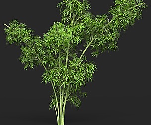 Realistic Game Ready Bamboo Tree 13