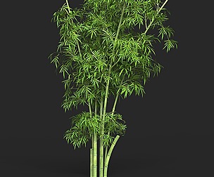 Realistic Game Ready Bamboo Tree 14