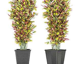 Collection plant vol 12 - leaf - ble - 3ds - c4d