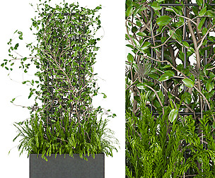 Collection plant vol 17 - ivy- ble - 3ds - c4d