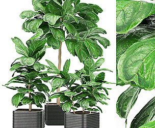 Collection plant vol 18 - fiddle - ble - 3ds - c4d