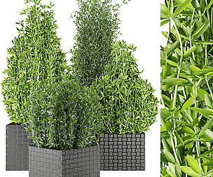 Collection plant vol 22 - leaf - ble - 3ds - c4d