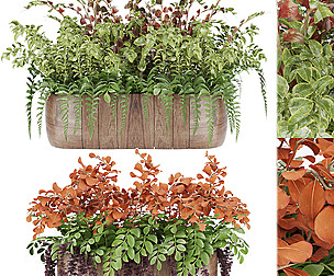 Collection plant vol 24 - flower - ble - 3ds - c4d