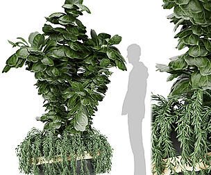 Collection plant vol 30 - fiddle - ble - 3ds - c4d