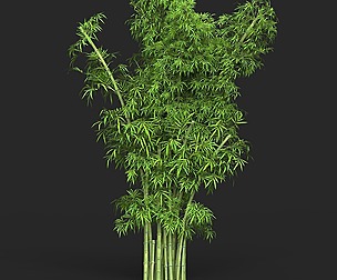 Realistic Game Ready Bamboo Tree 16