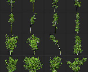 Realistic Game Ready Bamboo Collection