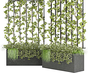 Collection plant vol 36 - ivy - ble - 3ds - c4d