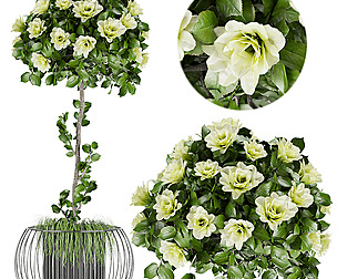 Collection plant vol 37 - flower - ble - 3ds - c4d