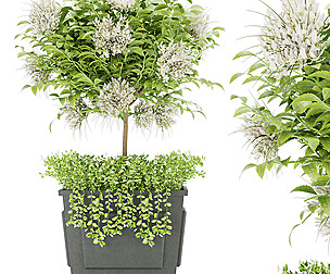Collection plant vol 39 - leaf - ble - 3ds - c4d