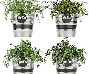 Collection plant vol 40 - leaf - ble - 3ds - c4d