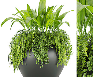 Collection plant vol 46 - leaf - ble - 3ds - c4d