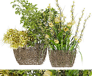 Collection plant vol 50 - flower - ble - 3ds - c4d