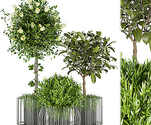 Collection plant vol 58 - leaf - ble - 3ds - c4d