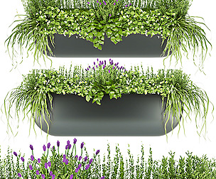 Collection plant vol 61 - grass - ble - 3ds - c4d