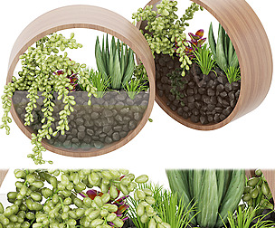 Collection plant vol 69 - Indoor - ble - 3ds - c4d