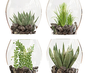 Collection plant vol 71 - indoor - ble - 3ds - c4d
