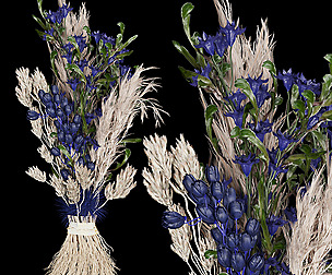 Collection plant vol 74 - dried - ble - 3ds - c4d