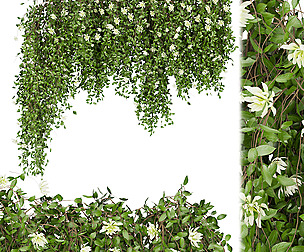 Collection plant vol 92 - ivy - ble - 3ds - c4d