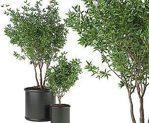 Collection plant vol 93 - leaf - ble - 3ds - c4d