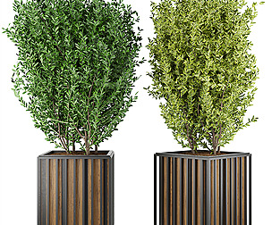 Collection plant vol 94 - bush - ble - 3ds - c4d