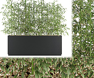 Collection plant vol 95 - bamboo - ble - 3ds - c4d
