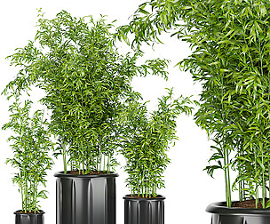 Collection plant vol 96 - bamboo - ble - 3ds - c4d