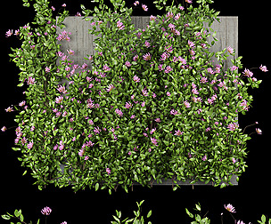 ​Collection plant vol 105 - ivy - ble - 3ds - c4d