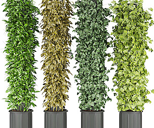 Collection plant vol 113 - ivy - ble - 3ds - c4d