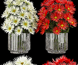 Collection plant vol 115 - aster