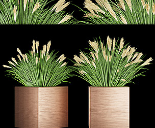 Collection plant vol 121 - grass - ble - 3ds - c4d