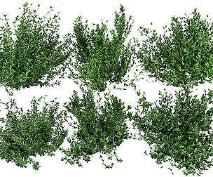 Collection plant vol 124 - bush - ble - 3ds - c4d