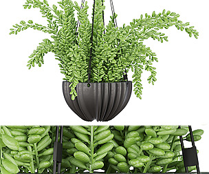 Collection plant vol 126 - ble - 3ds - c4d