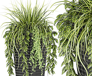 Collection plant vol 128 - grass - ble - 3ds - c4d