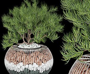 Collection plant vol 136 - pine - ble - 3ds - c4d