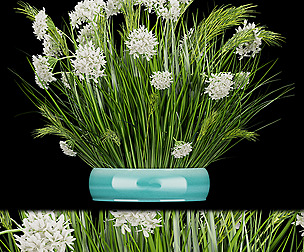 Collection plant vol 138 - grass - ble - 3ds - c4d