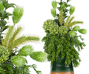 Collection plant vol 139 - ble - 3ds - c4d
