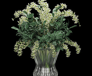 Collection plant vol 155 - leaf - ble - 3ds - c4d