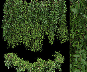 Collection plant vol 165 - ivy - ble - 3ds - c4d