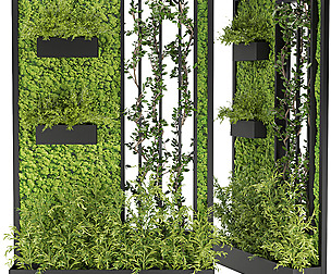 Collection plant vol 166 - ivy - ble - 3ds - c4d