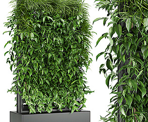 Collection plant vol 168 - ivy - ble - 3ds - c4d
