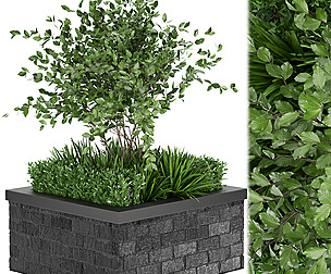 Collection plant vol 164 - tree - ble - 3ds - c4d