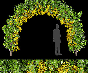 Collection plant vol 171 - ivy - ble - 3ds - c4d