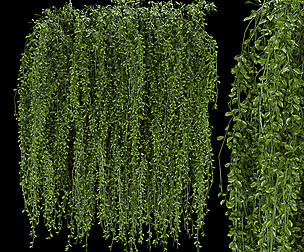 Collection plant vol 202 - ivy - ble - 3ds - c4d