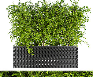 Collection plant vol 206 - ble - 3ds - c4d