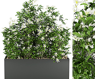 Collection plant vol 207 - leaf - ble - 3ds - c4d