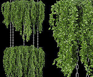 Collection plant vol 213 - leaf - ble - 3ds - c4d