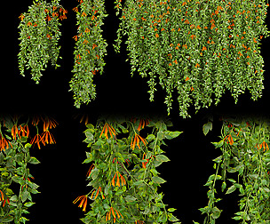 Collection plant vol 221 - leaf  - ble - 3ds - c4d